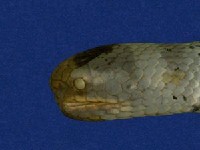 黃唇青斑海蛇藏品圖，第4張